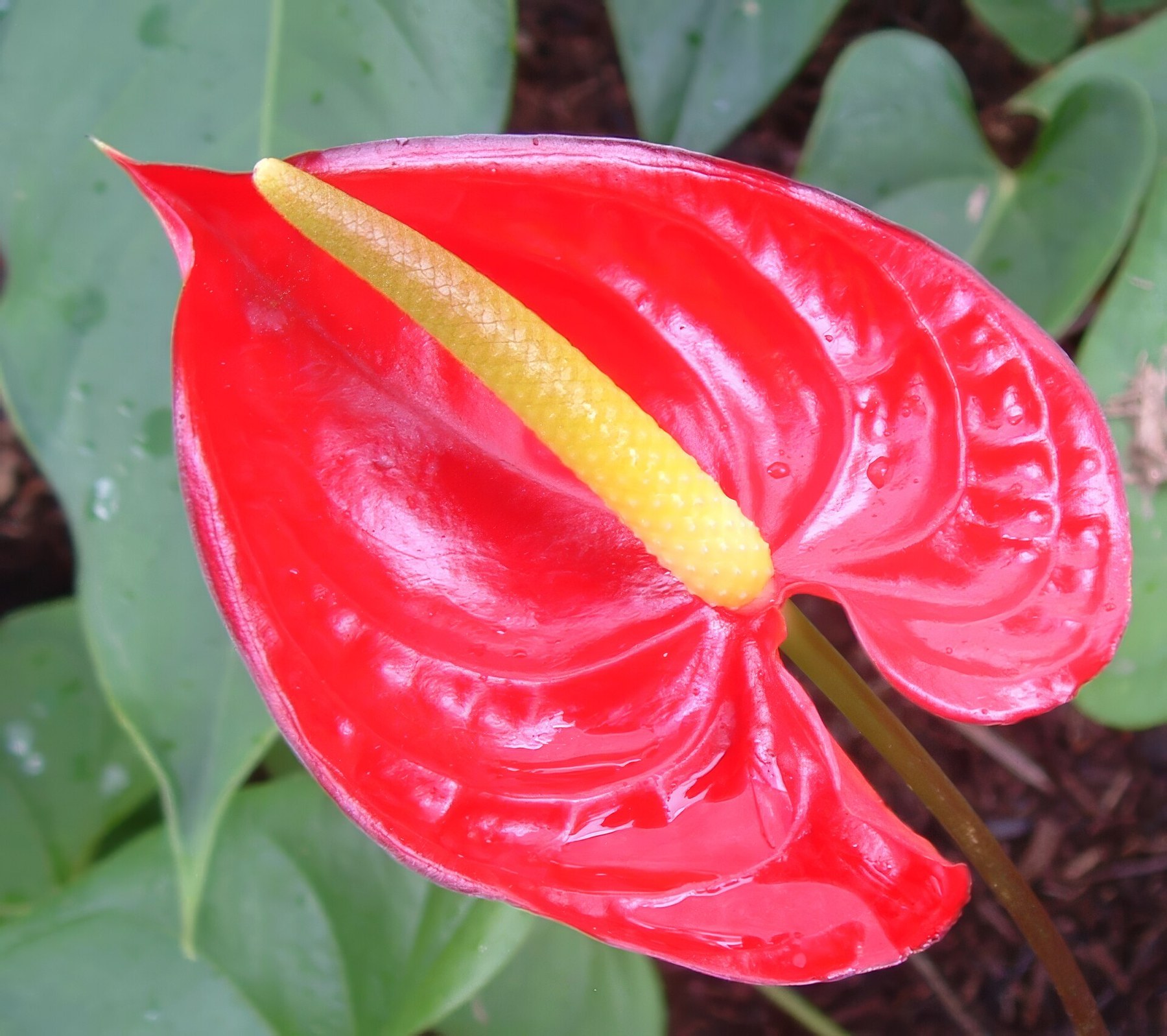 A red-spathed Anthurium inflorescence with a yellow spadix.