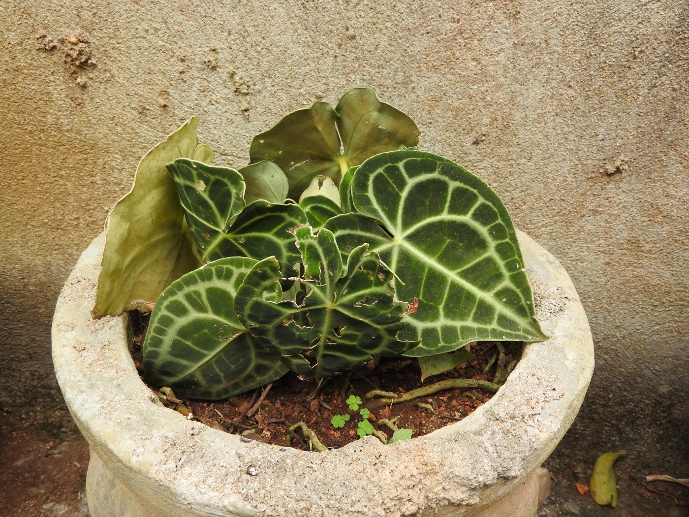 A potted clarinervium showing its chalk-white venation.