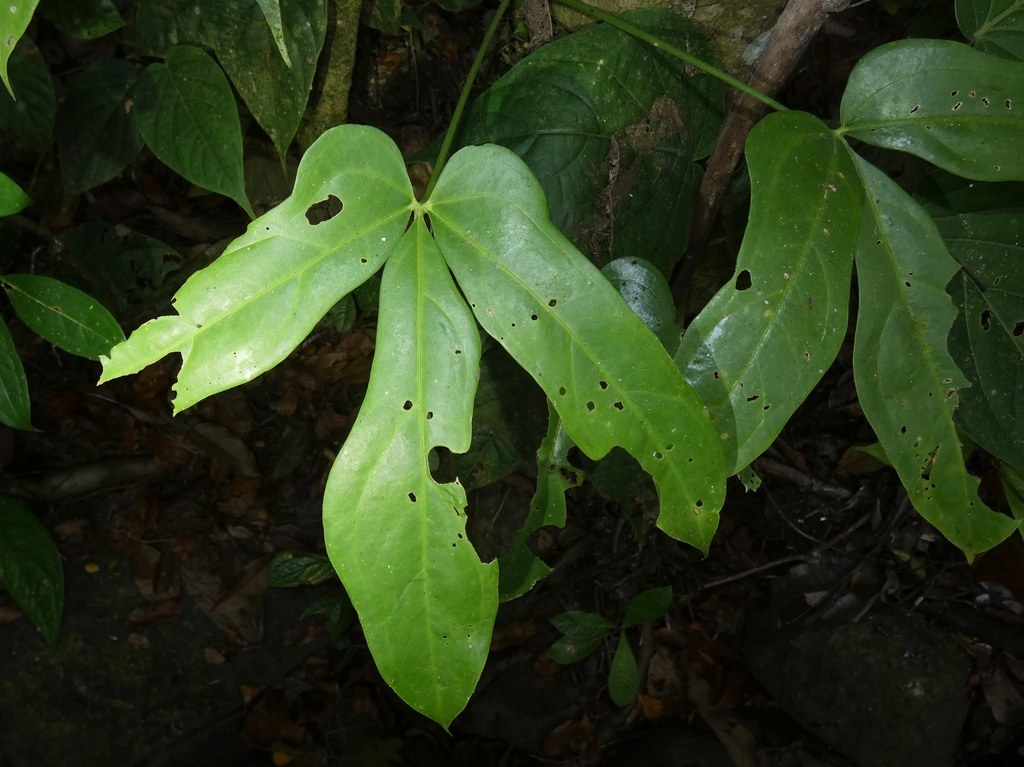 A deeply divided Anthurium clavigerum leaf.