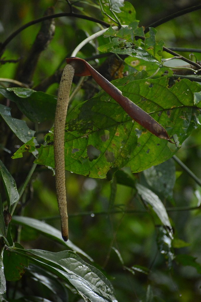 Anthurium clavigerum, the Giant Climbing Anthurium