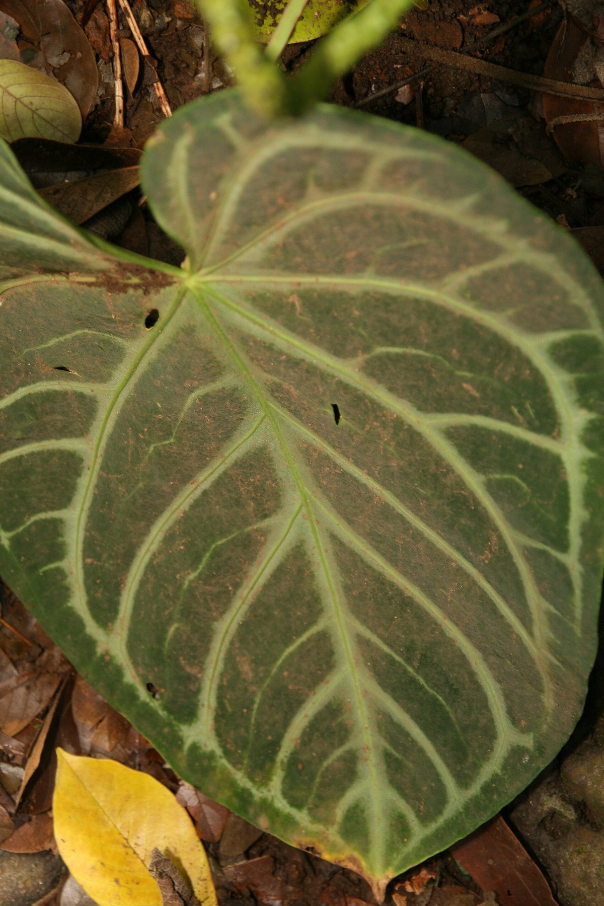 A velvet Anthurium leaf showing pale silver venation.