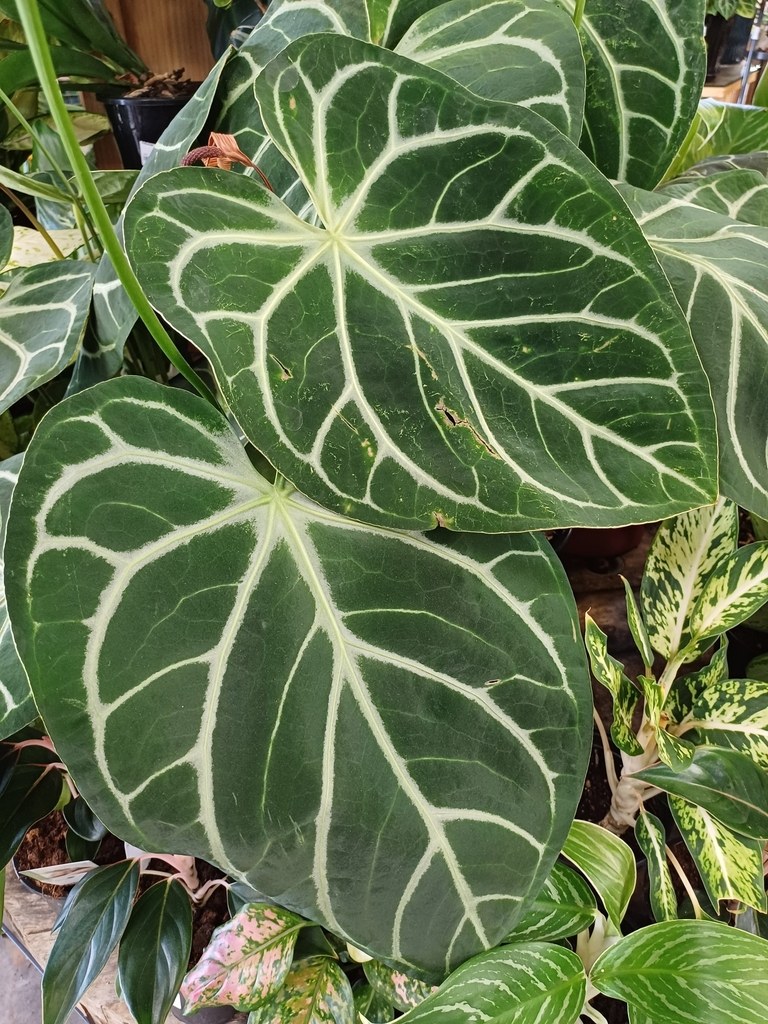 Dark velvet leaves with bright silver venation.