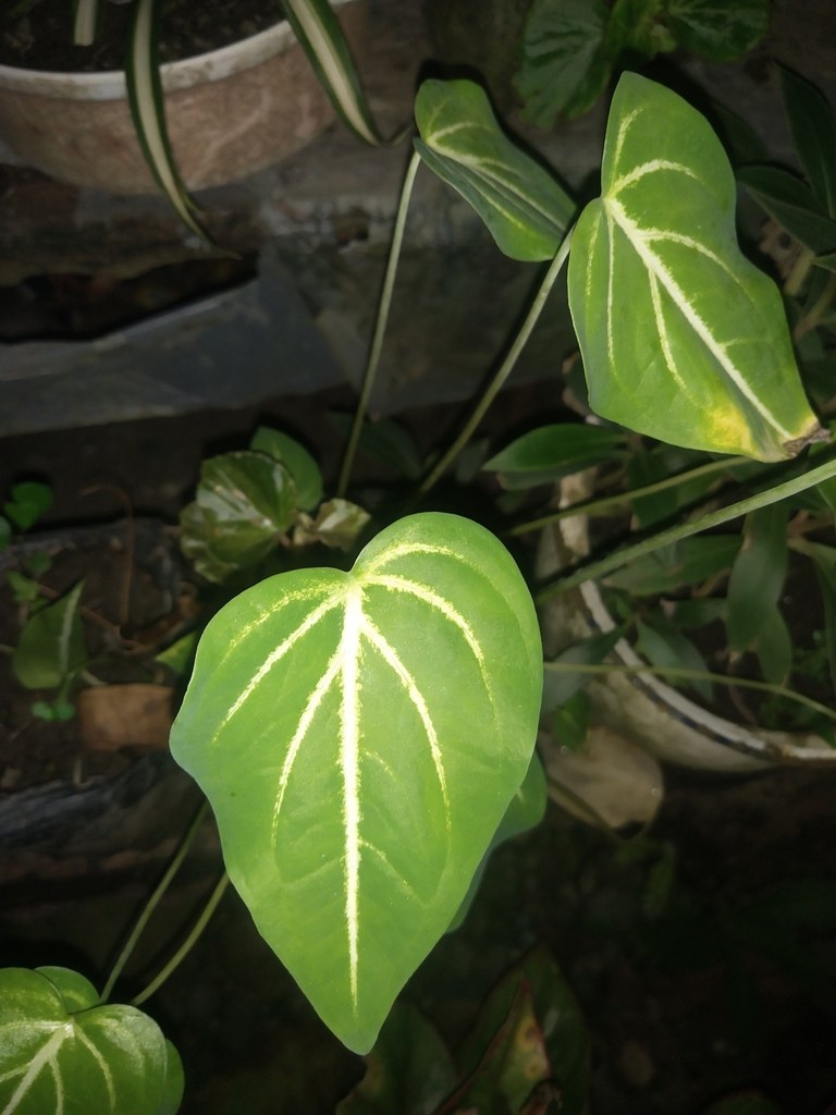 The crystallinum × magnificum Hybrid, Decoded