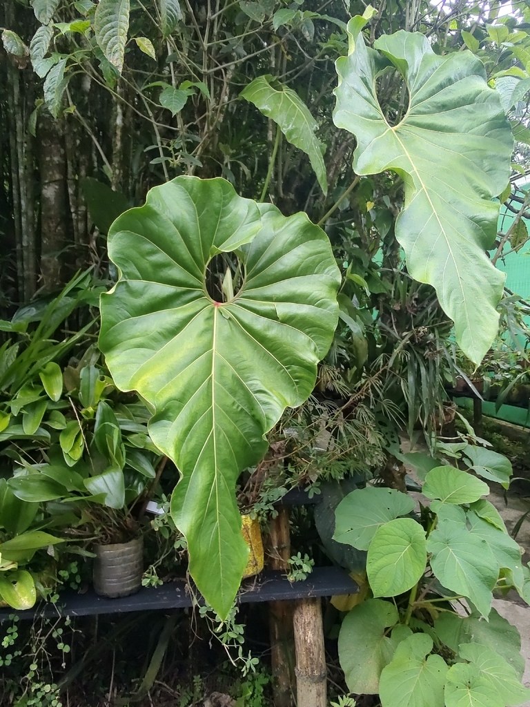 Large rounded Anthurium leaves in a garden planting.