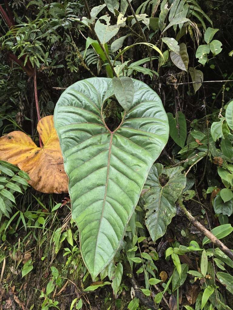 Anthurium decipiens, and the Quiet Drama of Simple-Leaf Species