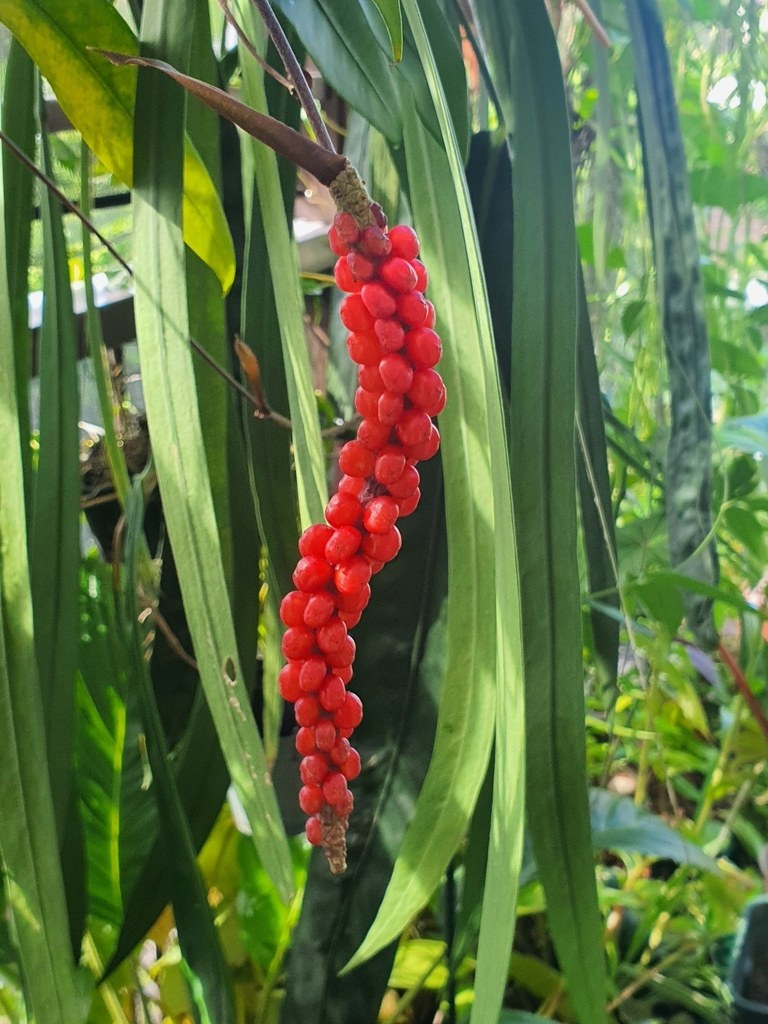 Ripe berries on a mature gracile spadix.