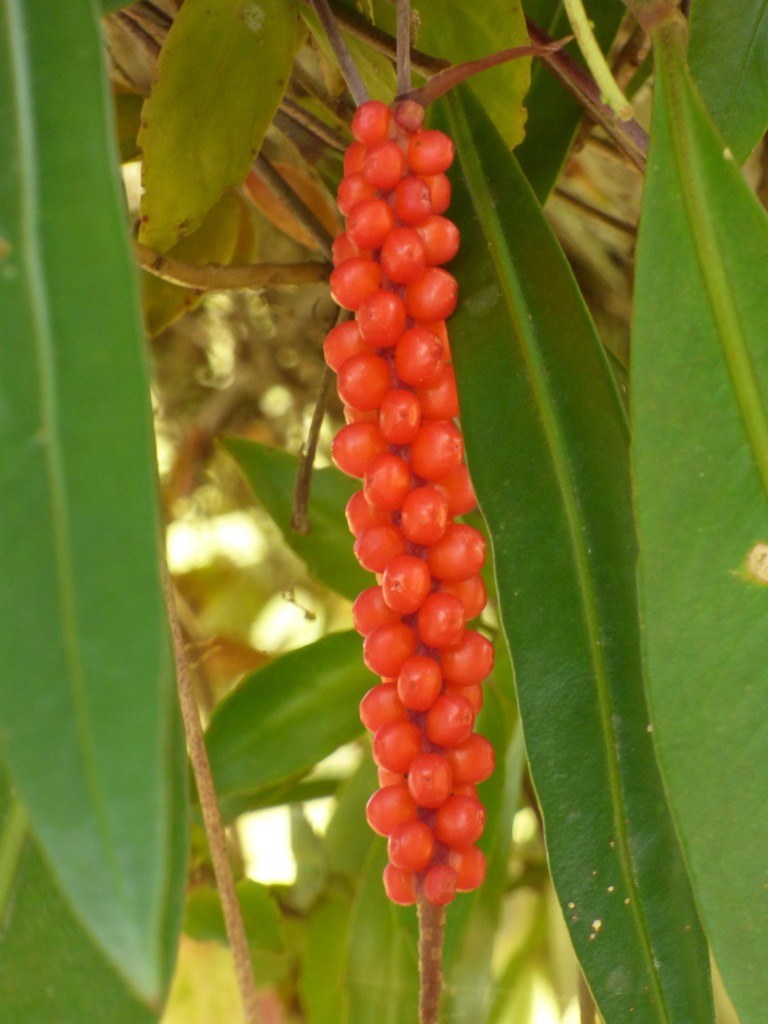 Anthurium gracile and the Red-Pearl Fruiting Display