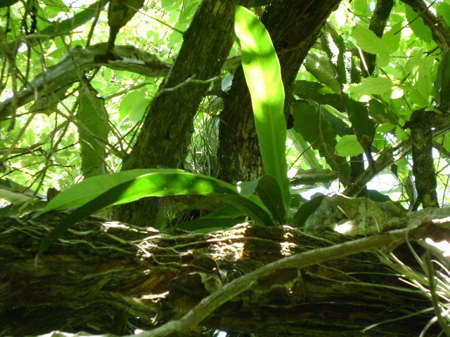 A hookeri plant perched on a forest branch.