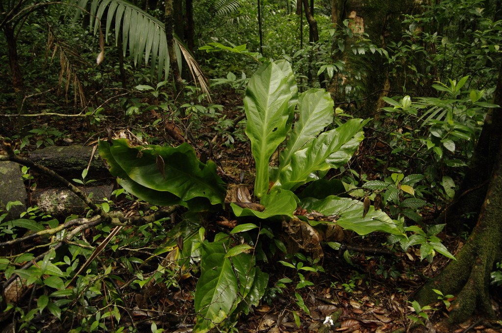 Anthurium hookeri and the Bird's-Nest Form