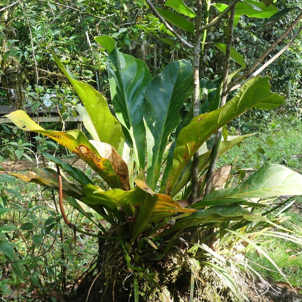 A mature jenmanii rosette on a mossy base.