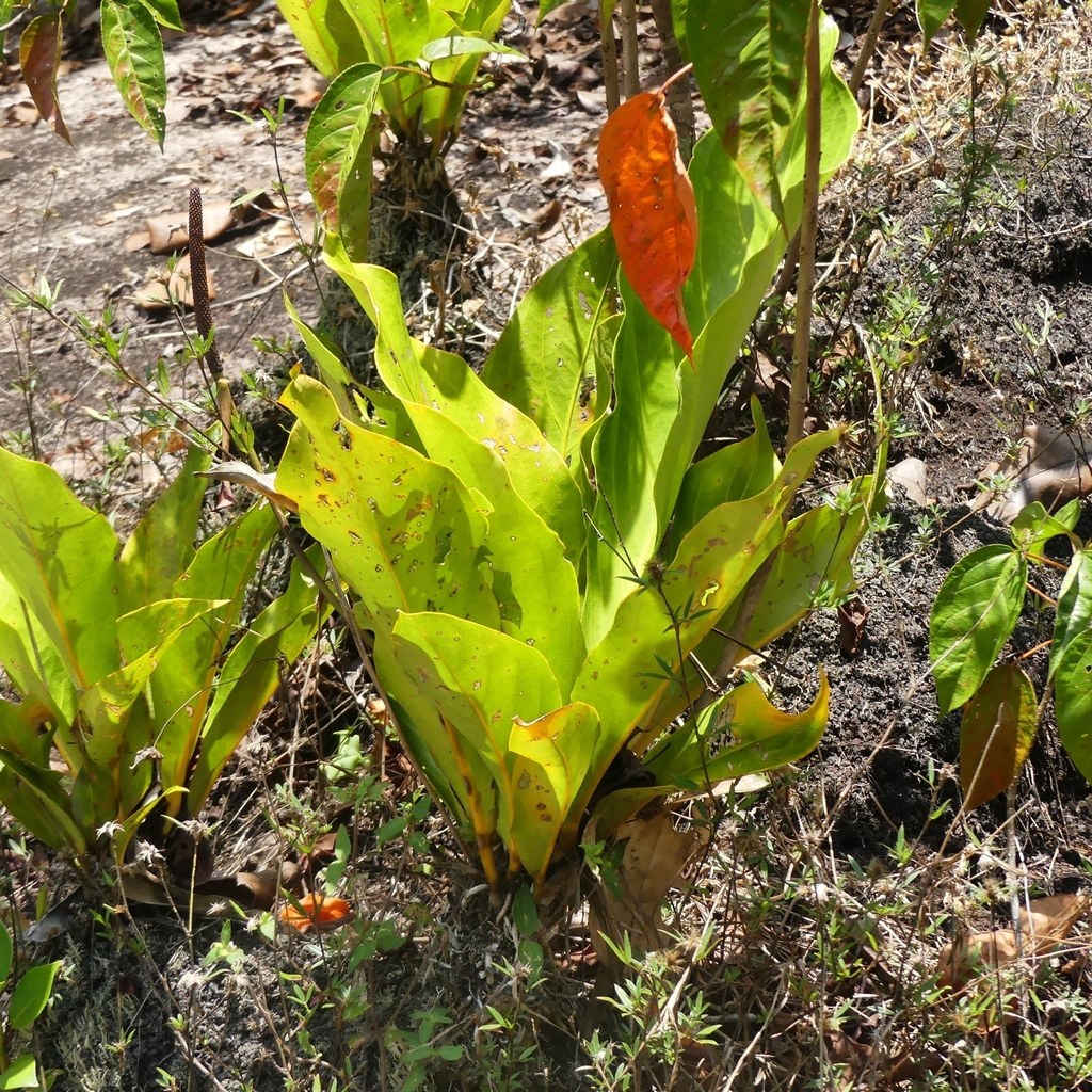 Anthurium jenmanii Care and the Bird's-Nest Collector Market