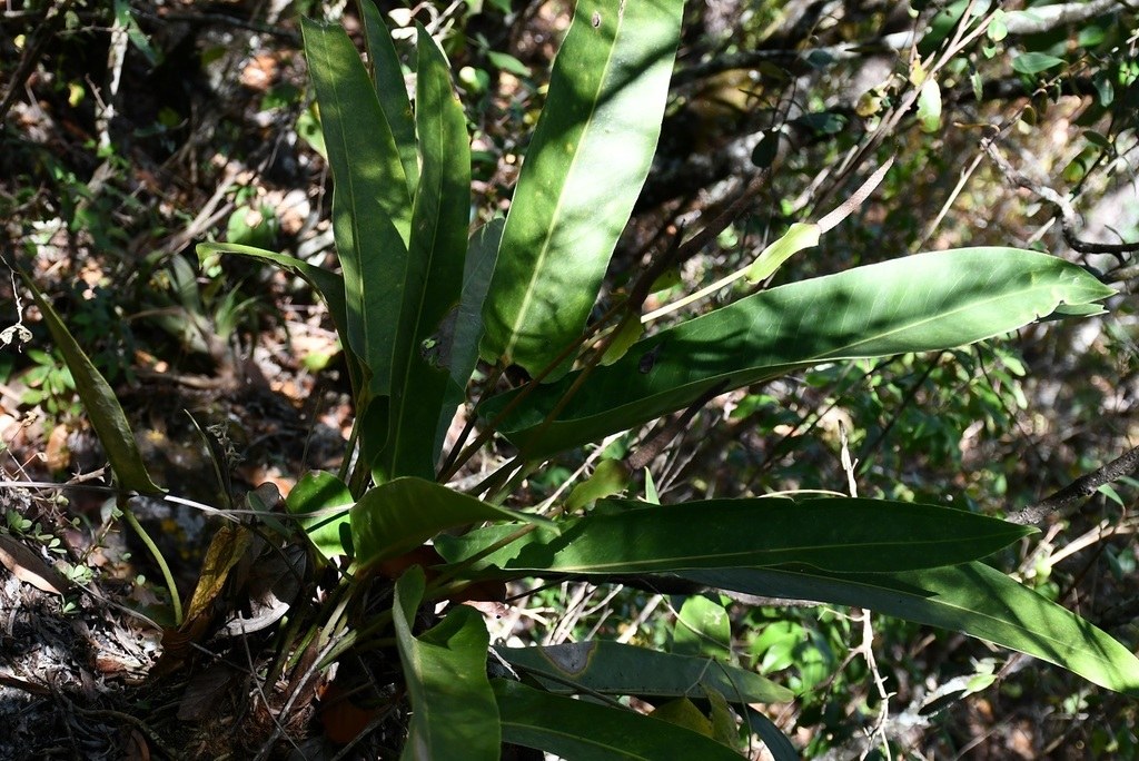 A strap-leaved _Anthurium_ growing wild in leaf litter.