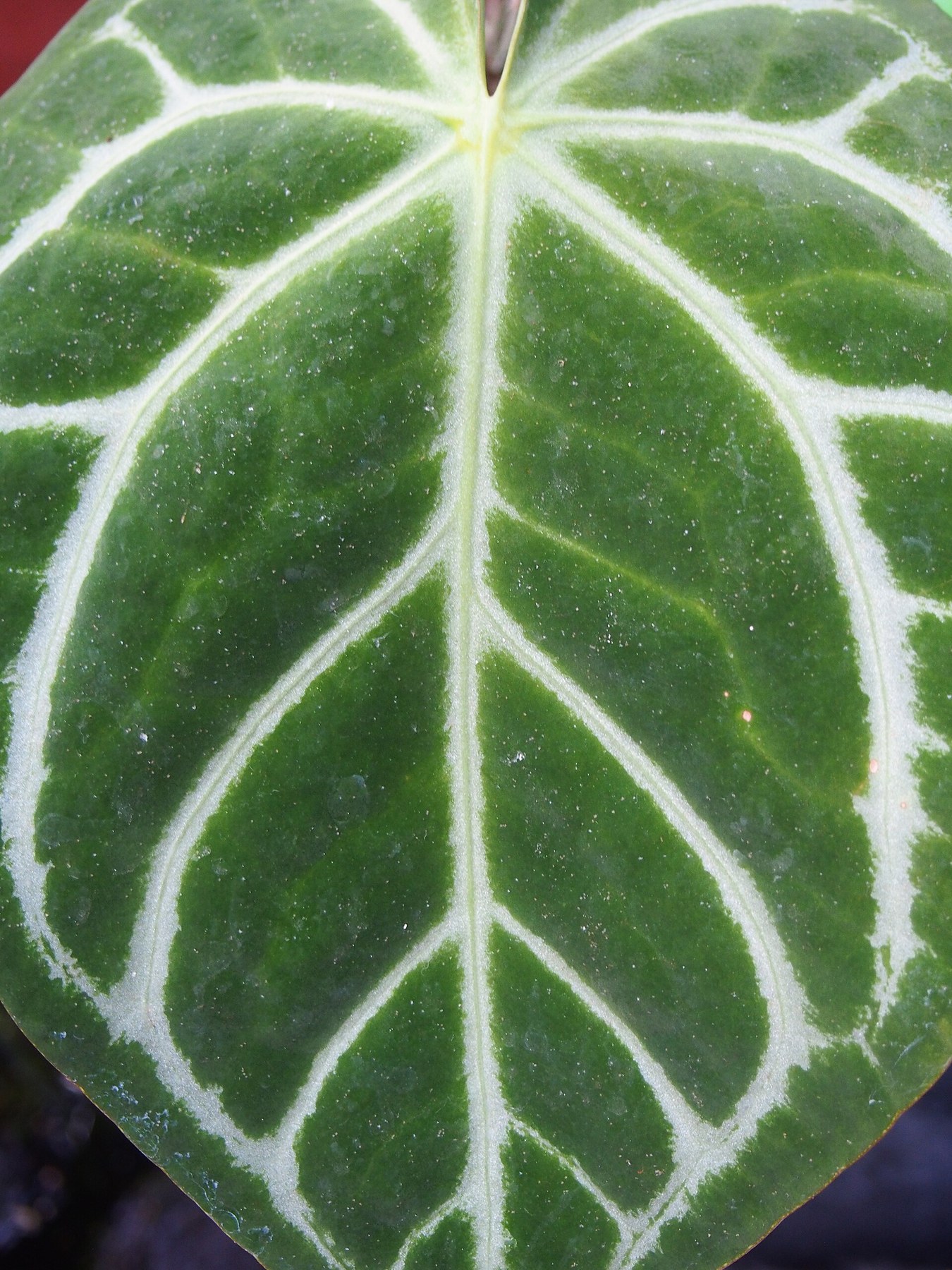 A single Anthurium leaf and its white venation.