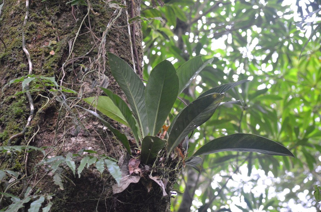 An epiphytic Anthurium michelii rosette on a mossy trunk.