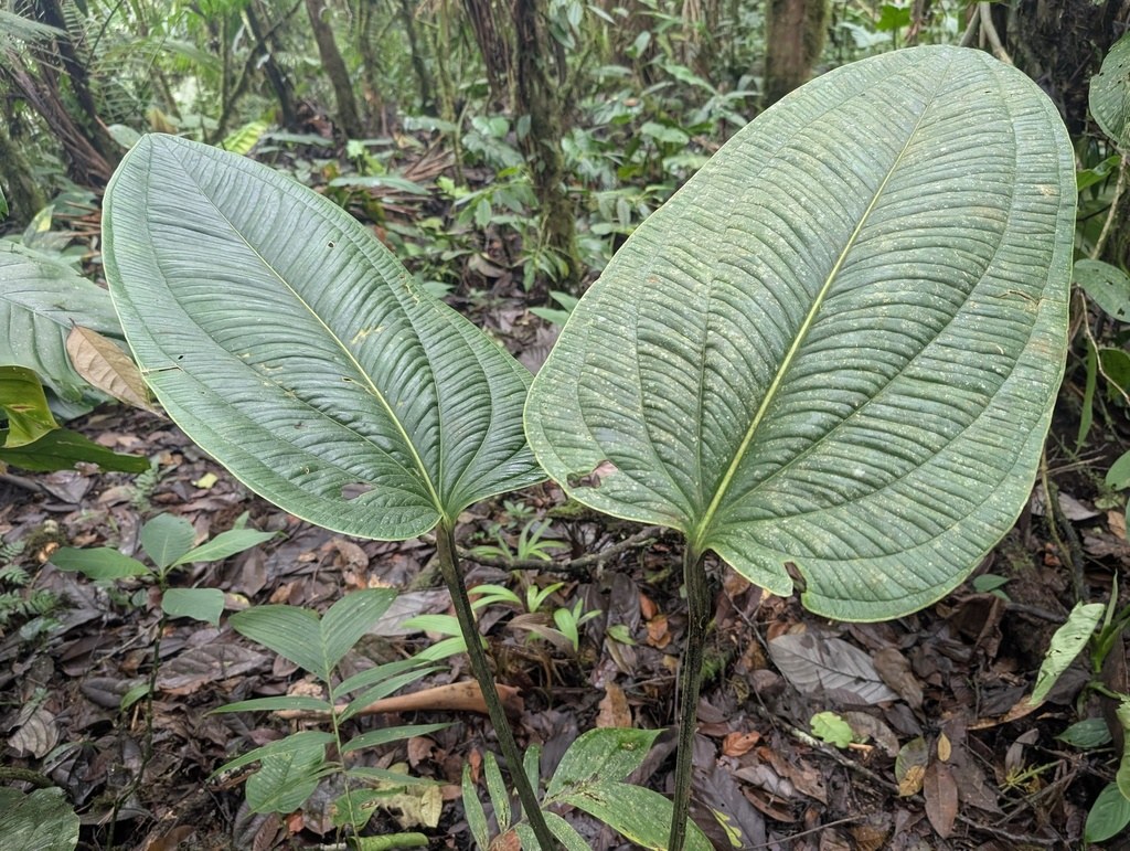 Two ovate Anthurium ovatifolium leaves on the forest floor.