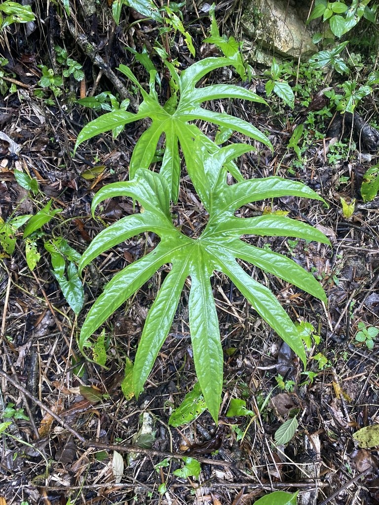A lobed-leaf _pedatoradiatum_ growing in the wild.