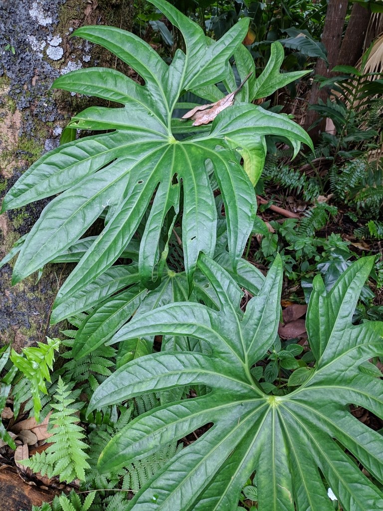 Caring for Anthurium pedatoradiatum, the Fingered Velvet