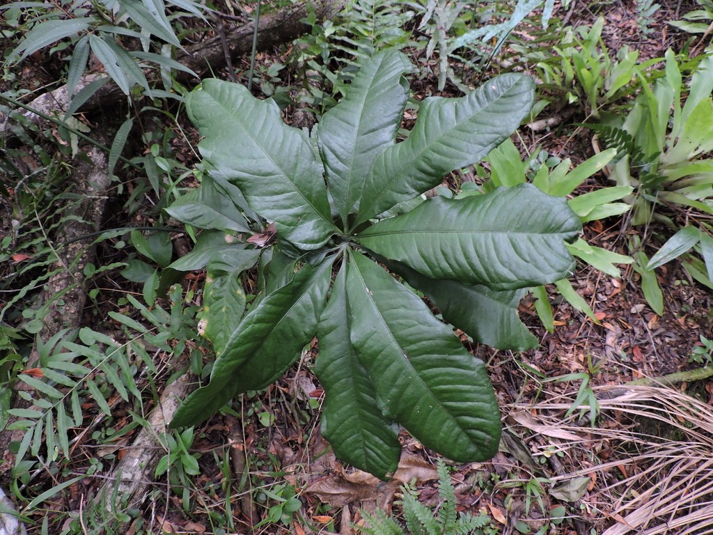 A palmate Anthurium pentaphyllum leaf in habitat.