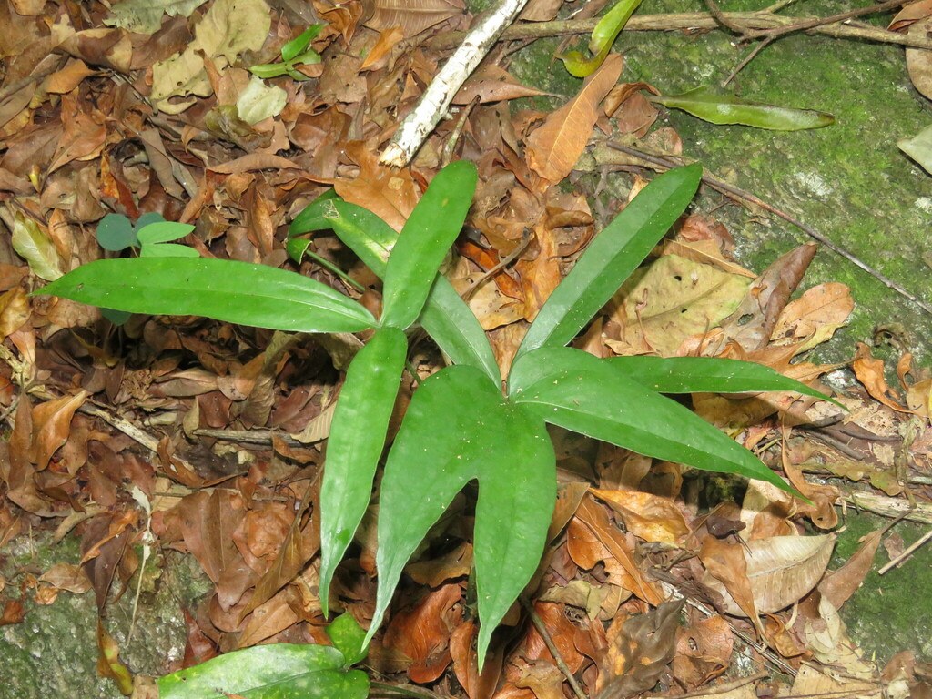 Anthurium pentaphyllum and the Strange Case of the Compound Leaf
