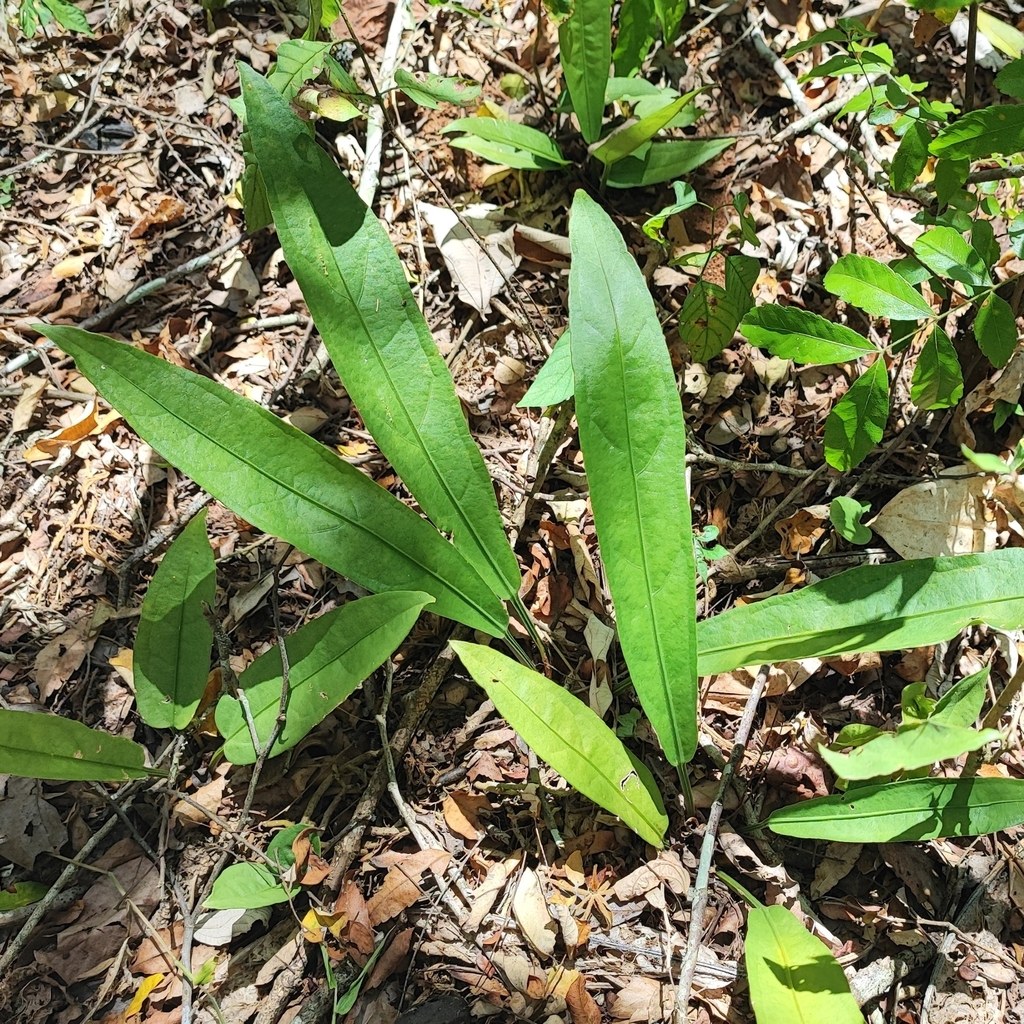 A young plowmanii rosette in forest leaf litter.