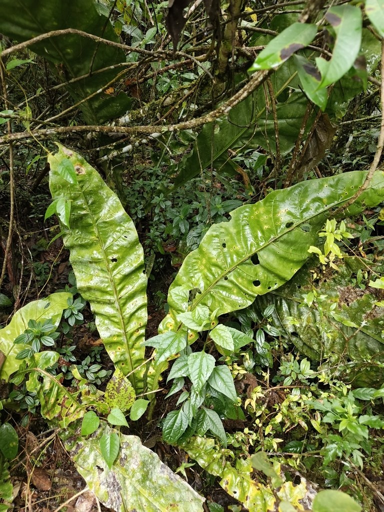 Anthurium plowmanii and the Rippled Bird's-Nest Anthuriums