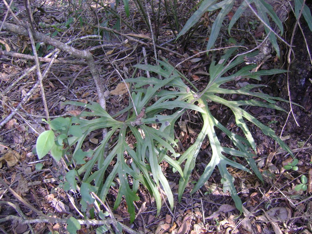 Anthurium podophyllum and the Cult of the Lobed Leaf