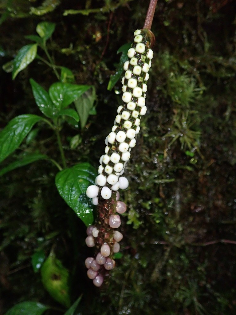 A polydactylum infructescence, white-to-purple berries.