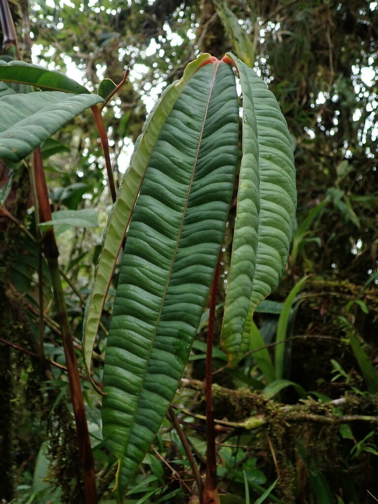 Growing Anthurium polydactylum, the Many-Fingered Climber