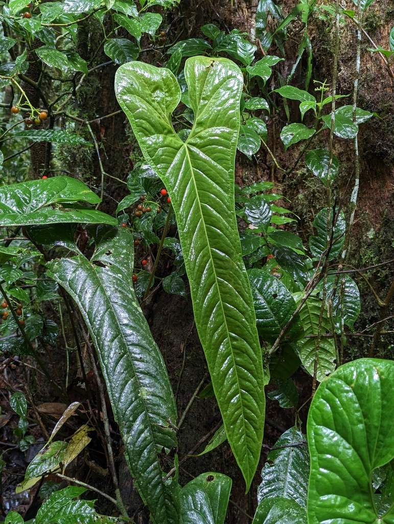 An Anthurium in the canopy, where the market's wanting starts.