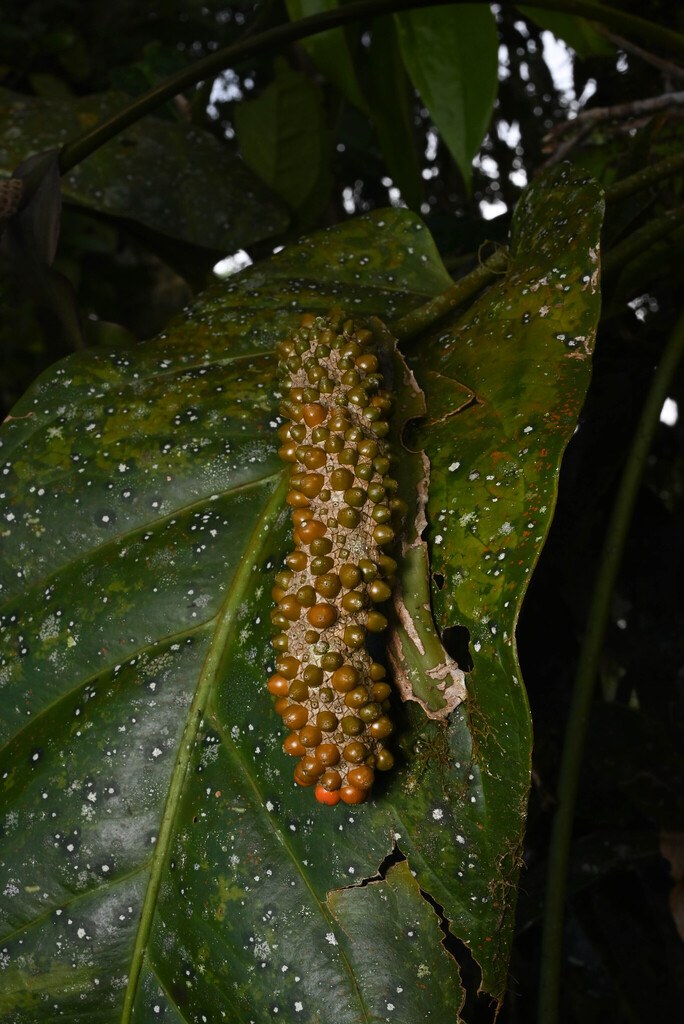 Anthurium ranchoanum: Care and Identification