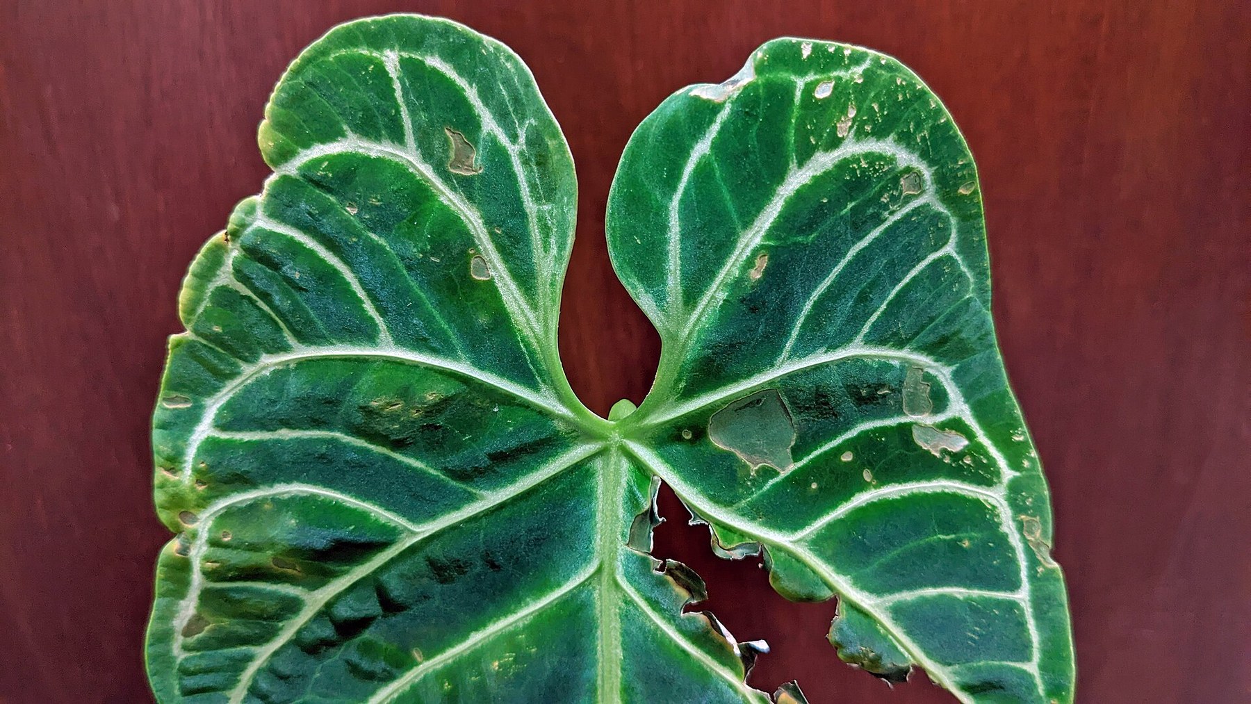 A single regale leaf showing its silver venation.
