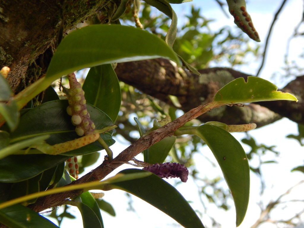 Anthurium scandens, the pearl-berry epiphyte