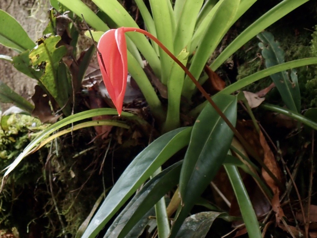 A scarlet spathe above strap-shaped leaves in habitat.