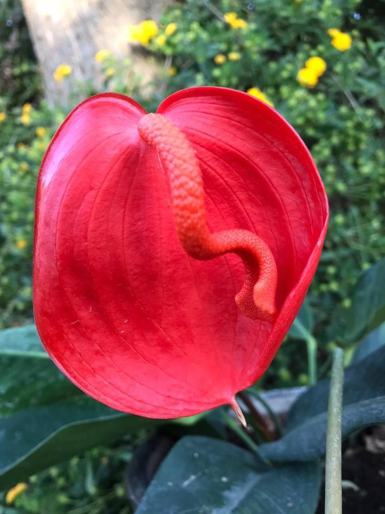 Anthurium scherzerianum, the Curled-Spadix Flamingo Flower