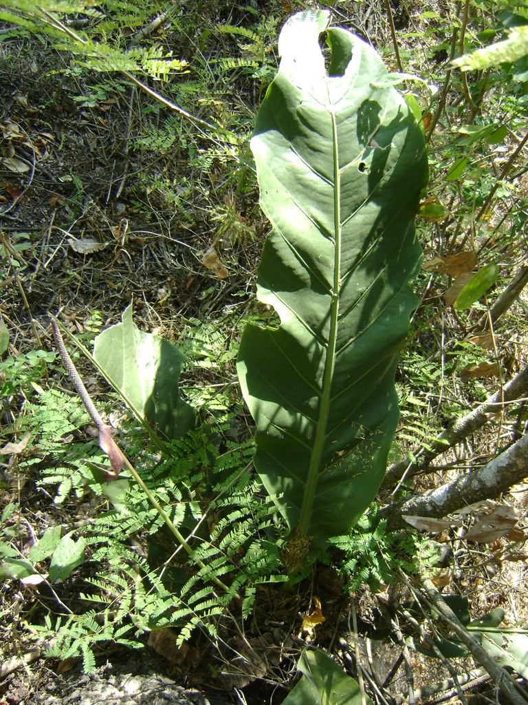 A wild schlechtendalii rising from the forest floor.