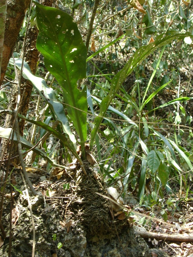 Anthurium schlechtendalii, the Giant Bird's-Nest Anthurium