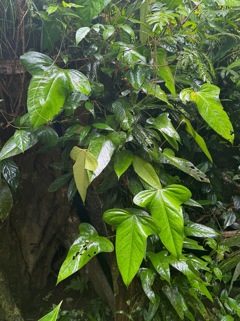 A climbing Anthurium subsignatum with lobed leaves in habitat.