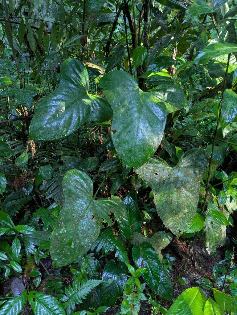 Anthurium subsignatum: Care and Form