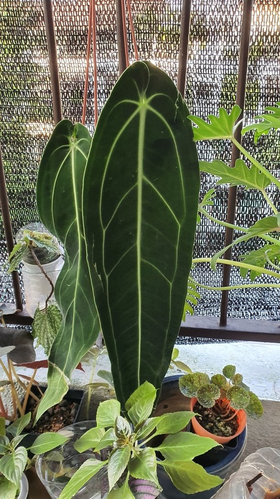 Elongate velvet leaves with a pale midrib, potted.
