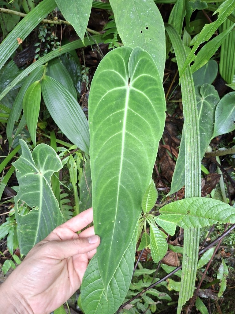 Anthurium warocqueanum × magnificum: Caring for the Hybrid That Got Everyone's Attention