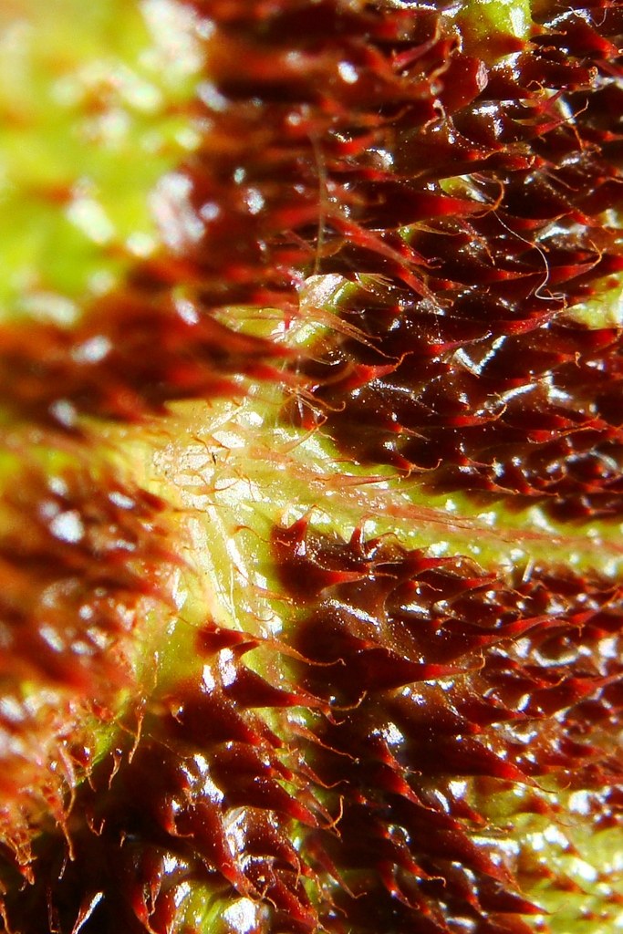 A Begonia masoniana leaf — the iron cross on close inspection.