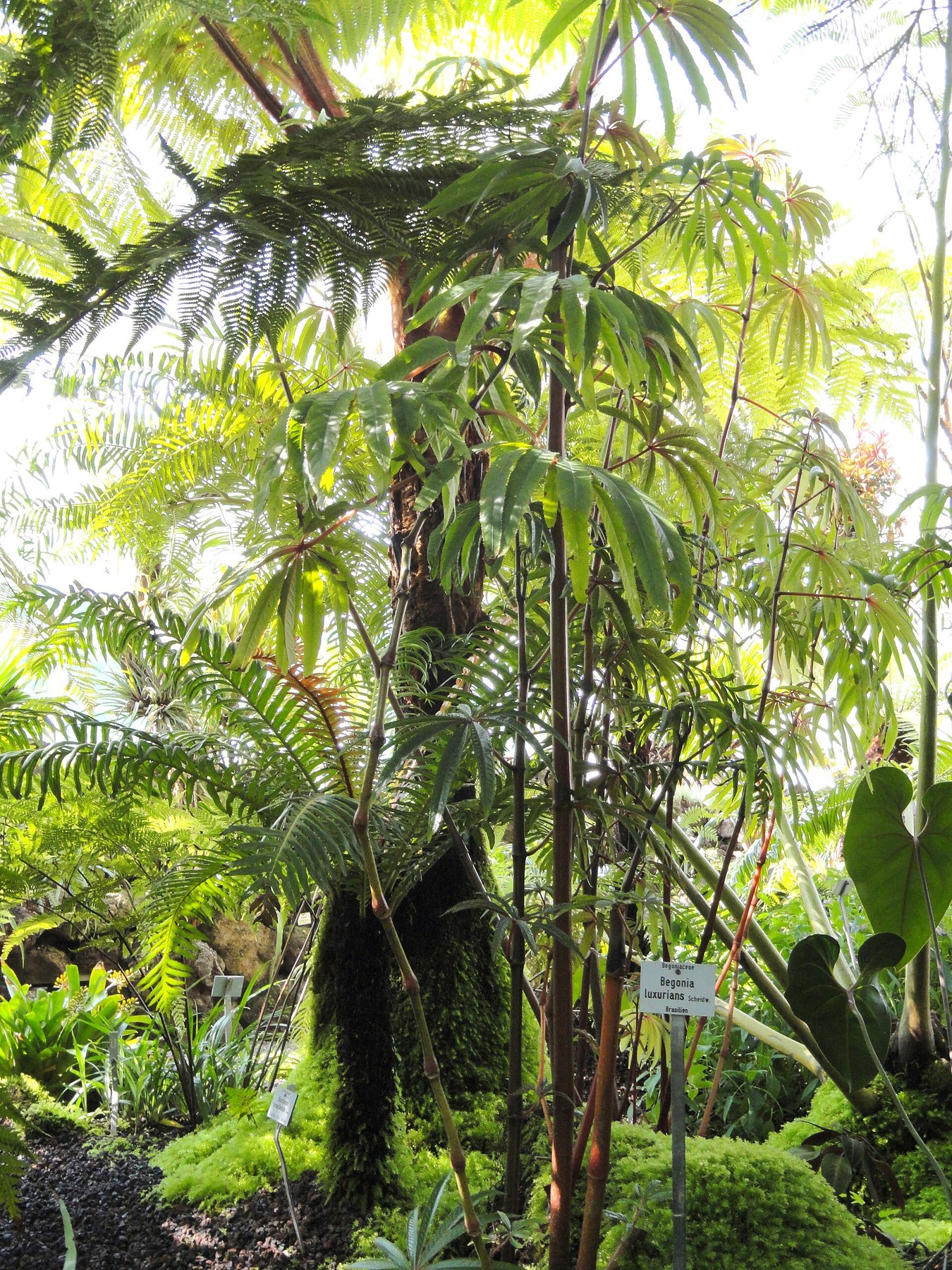 A tall caned _luxurians_ growing under glass.