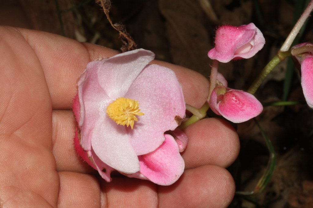 A rex-cultorum Begonia, the trichomes catching light.