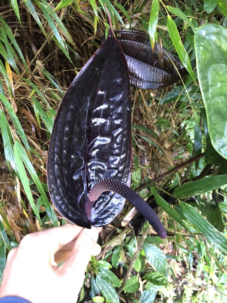 A dark, deeply textured leaf held up in habitat.