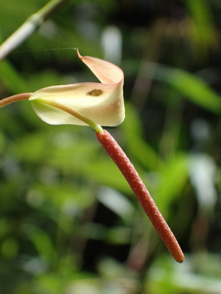 An aroid inflorescence, pale spathe over a slender red spadix.