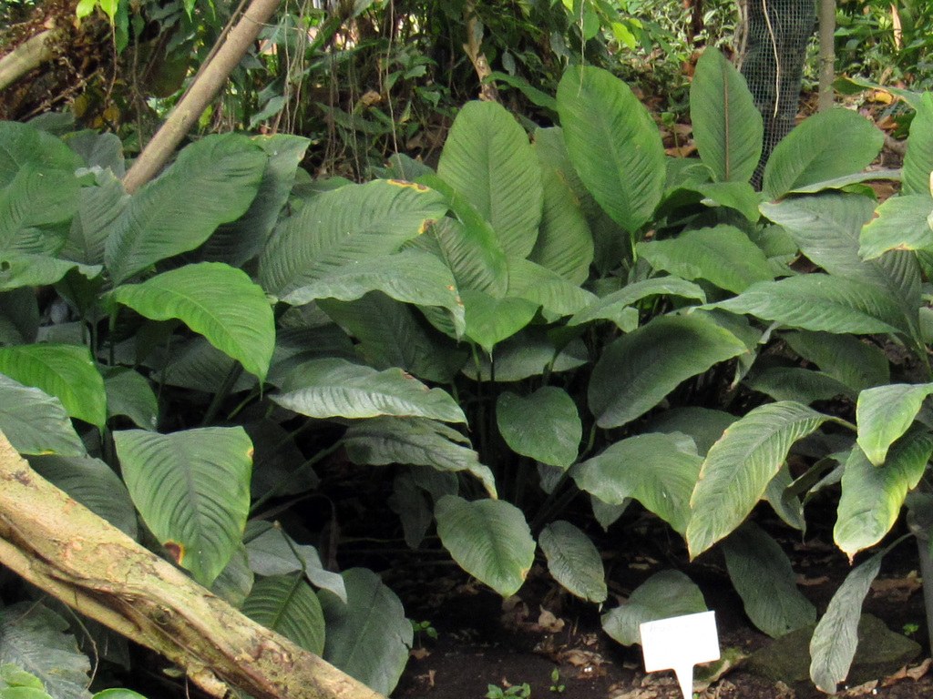 Homalomena on a collector's shelf — provenance unknown.
