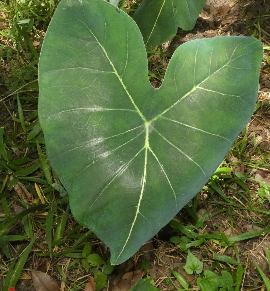 A Caladium pushing color back through the leaf.