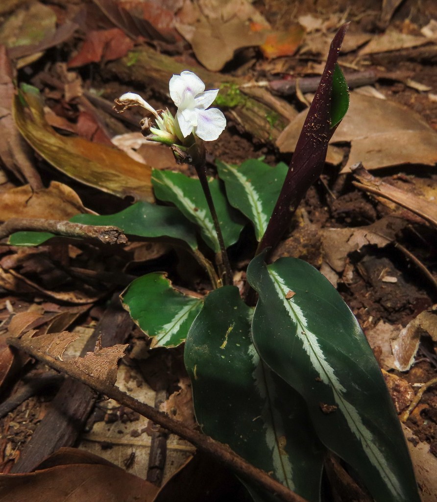 Goeppertia orbifolia in habitat — the leaf the genus argued over.