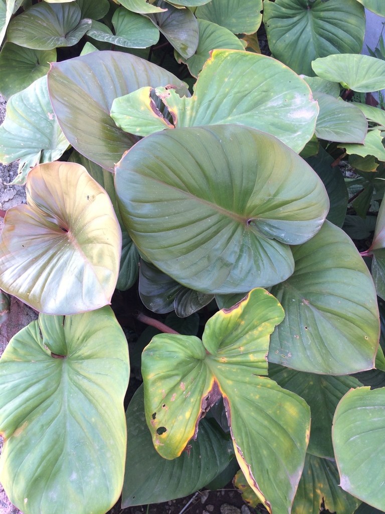 A young aroid, still finding its leaf shape.