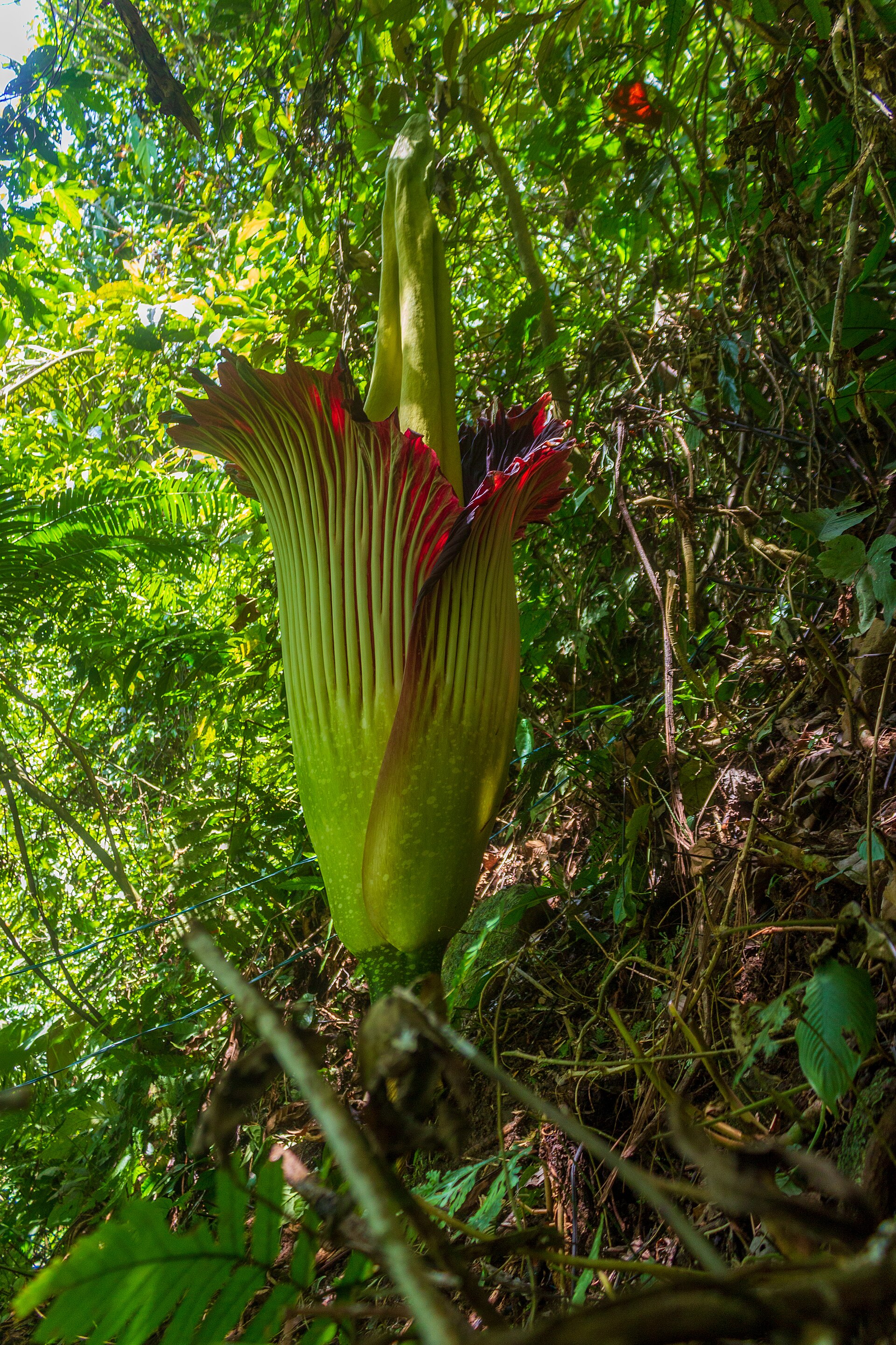 Titan arum spathe unfurling at Kebun Raya Bogor, West Java.